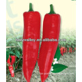 Green & Red Horn Pepper Chili Seeds-Red Excellent No.1